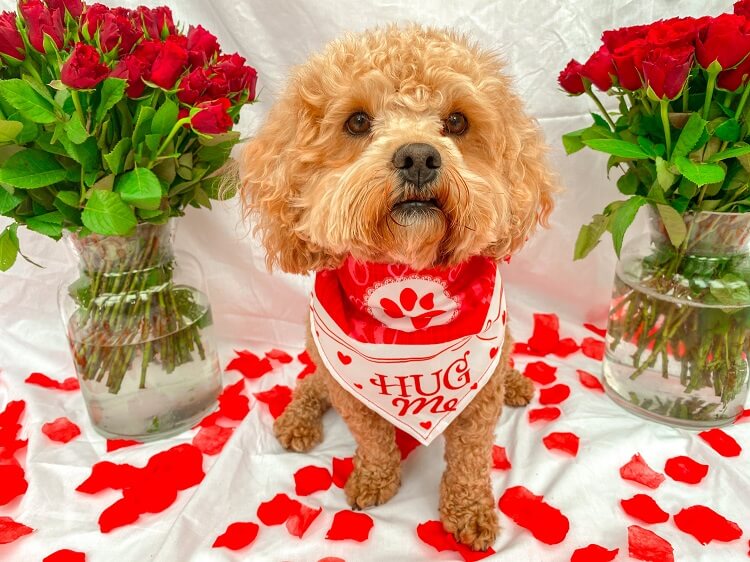 valentine gift for pet